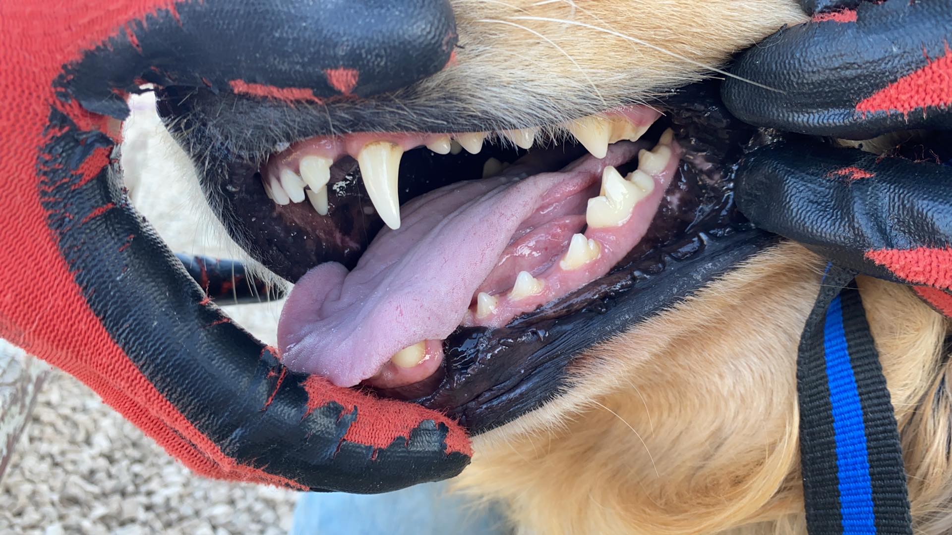 Baklava (fka Thelma)